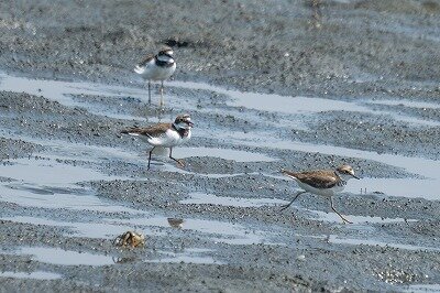 2026年7月23日の野鳥公園 : 東京港野鳥公園 レンジャーブログ
