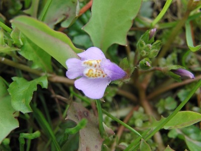 murasakisagugoke