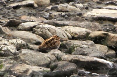 タシギ_240305_東京港野鳥公園_恩田幸昌_IMG_0662_trim
