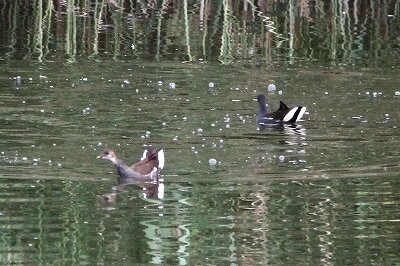バン_230927_東京港野鳥公園_恩田幸昌_MG_7613_trim