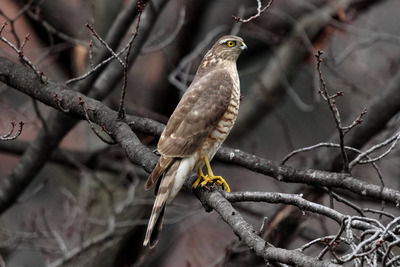 ハイタカ_250121_東京港野鳥公園_公財日本野鳥の会_レンジャー青木撮影1.1
