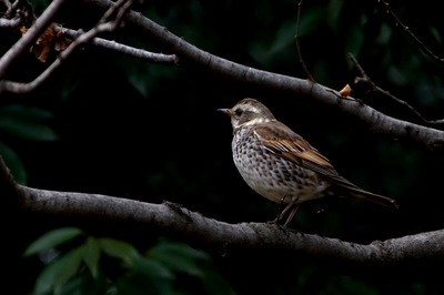 ツグミ_180130_東京港野鳥公園_恩田撮影_MG_8809_trim