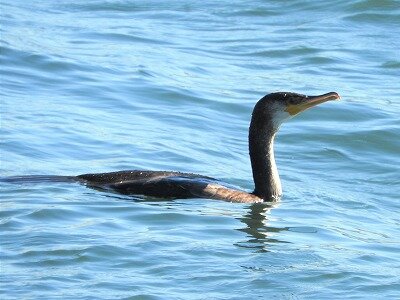 DSCN8516 - コピー