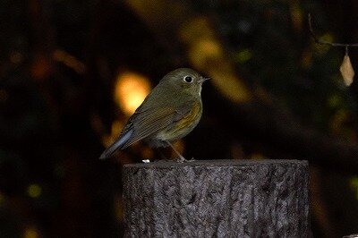 DSC_0467_2