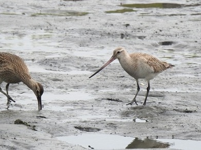 2025年5月23日の野鳥公園 : 東京港野鳥公園 レンジャーブログ
