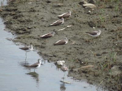 アオアシシギ_191008_潮入りの池