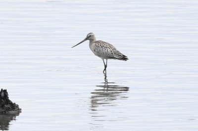 オオソリハシシギ_191010_潮入りの池