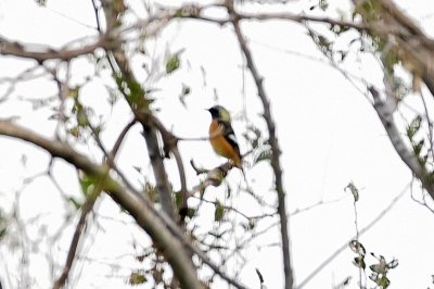 ジョウビタキ_191027_潮入りの池