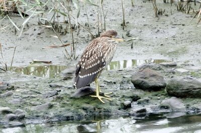 IMG_6571 (1)