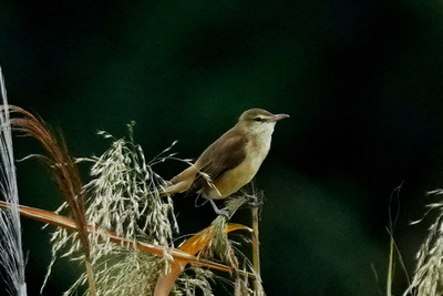 オオヨシキリ_241006_東京港野鳥公園_東淡水池_公財日本野鳥の会_レンジャー青木撮影