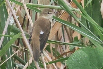 大葦切0P4A9181_edited