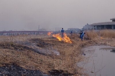 ポジ_旧ヨシ原_火入れ_1992年2月_東京港野鳥公園 (5)_retouch