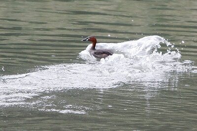 カイツブリ_230927_東京港野鳥公園_恩田幸昌_MG_7600_trim