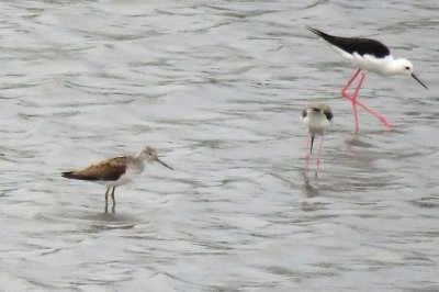 アオアシシギ_190830_潮入りの池