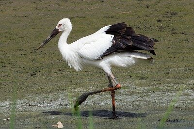 コウノトリ_230831_公財 日本野鳥の会 撮影 (1)