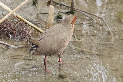 緋水鶏0P4A9491鳥