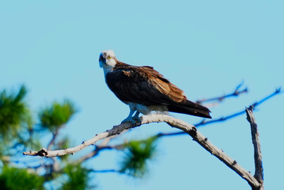 ミサゴ_241107_東京港野鳥公園_潮入りの池_公財日本野鳥の会_レンジャー青木撮影