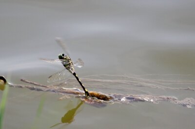 ウチワヤンマ_210827_東京港野鳥公園_恩田幸昌_MG_8976_trim