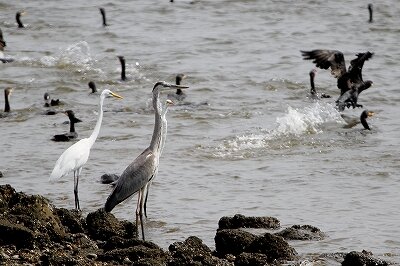 サギ類_230915_東京港野鳥公園_恩田幸昌_MG_7267_trim