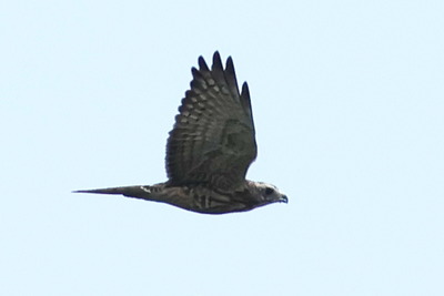 サシバ0P4A8754鳥