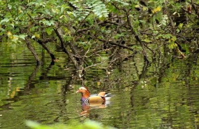 オシドリ_西淡水池_191017