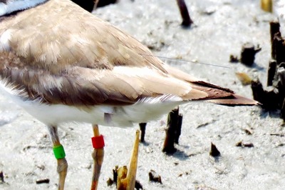 コチドリ_180716_東京港野鳥公園_恩田撮影_IMG_0997_trim2