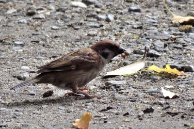 190429_スズメ_潮入り園路_青木撮影