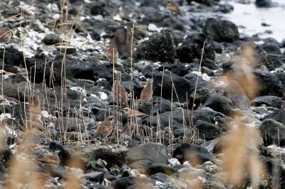 ツグミ_230224_東京港野鳥公園_恩田幸昌_MG_7559_trim