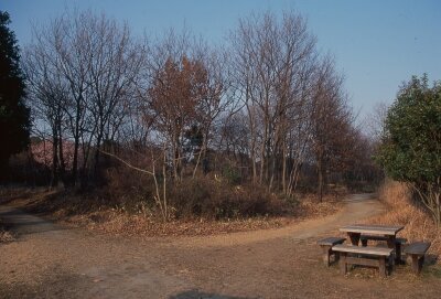 ポジ_1990年頃_自然生態園_雑木林とベンチ