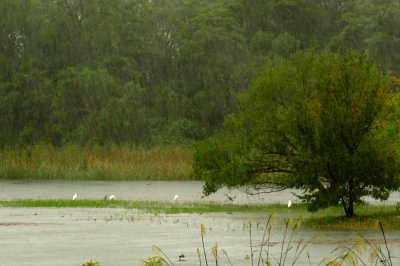 東淡水池のサギ_20191025_東京港野鳥公園_恩田幸昌_IMG_5176_trim