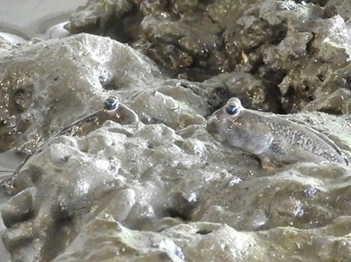 DSCN5441