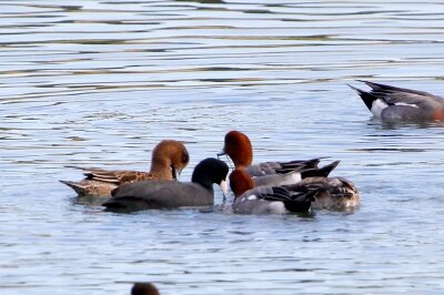 オオバン_231121_東京港野鳥公園_恩田幸昌_MG_1755_trim