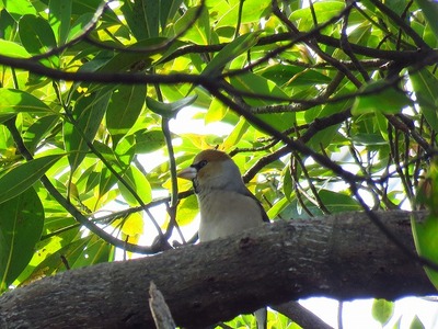 シメ_20200303東京港野鳥公園