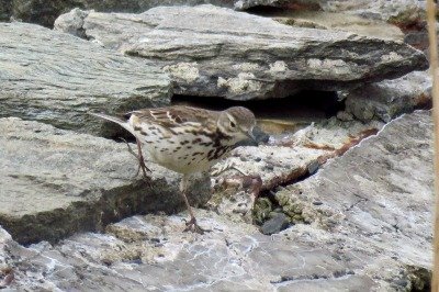190227_タヒバリ_前浜_古沢撮影