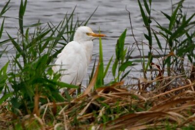 アマサギ_221025_東京港野鳥公園_恩田幸昌_MG_4681_trim