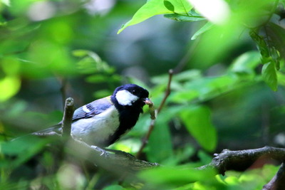 シジュウカラ_170519_東京港野鳥公園_恩田撮影_MG_4048_trim