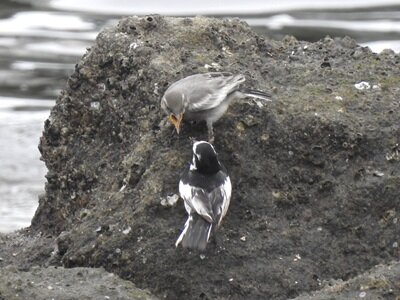 2025年6月24日の野鳥公園 : 東京港野鳥公園 レンジャーブログ