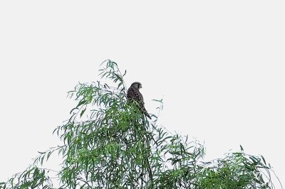 2026年7月5日の野鳥公園 : 東京港野鳥公園 レンジャーブログ