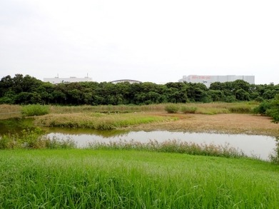 東淡水池草刈後_220929_東京港野鳥公園_恩田幸昌_P9290393_trim