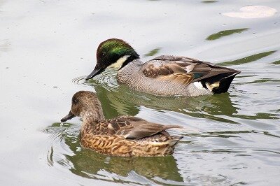 ヨシガモ_20201129_4号観察小屋前_野口R撮影