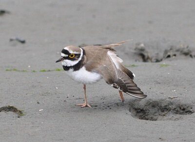 コチドリ_170510_東京港野鳥
