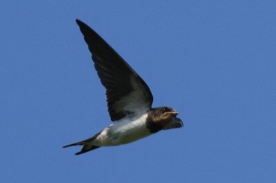 2025年6月18日の野鳥公園 : 東京港野鳥公園 レンジャーブログ