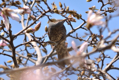 ヒヨドリー180314－芝生広場