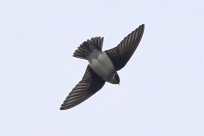 イワツバメ_20210319_東京港野鳥公園_公財日本野鳥の会_青木R撮影(2)