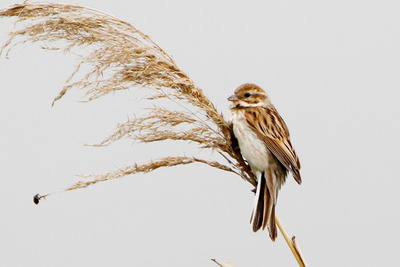 オオジュリン_220501_東京港野鳥公園_恩田幸昌_MG_0840_trim