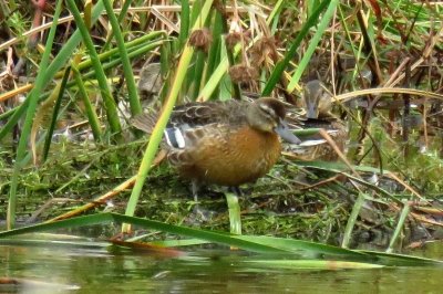 シマアジ_191008_東淡水池