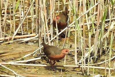 東京港野鳥公園 レンジャーブログ