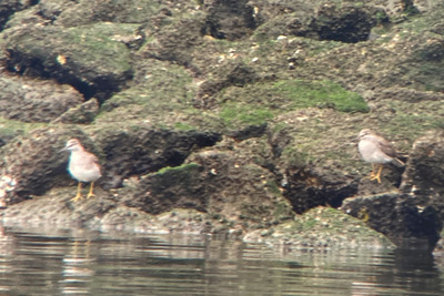 キアシシギ_240427_東京港野鳥公園_前浜干潟対岸_公財日本野鳥の会_レンジャー青木撮影
