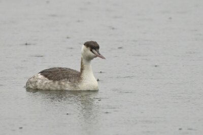 カンムリカイツブリ_20200216_潮入りの池
