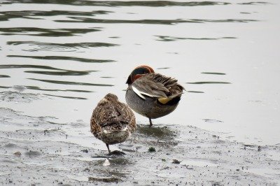 190326_コガモ_潮入りの池_古沢撮影